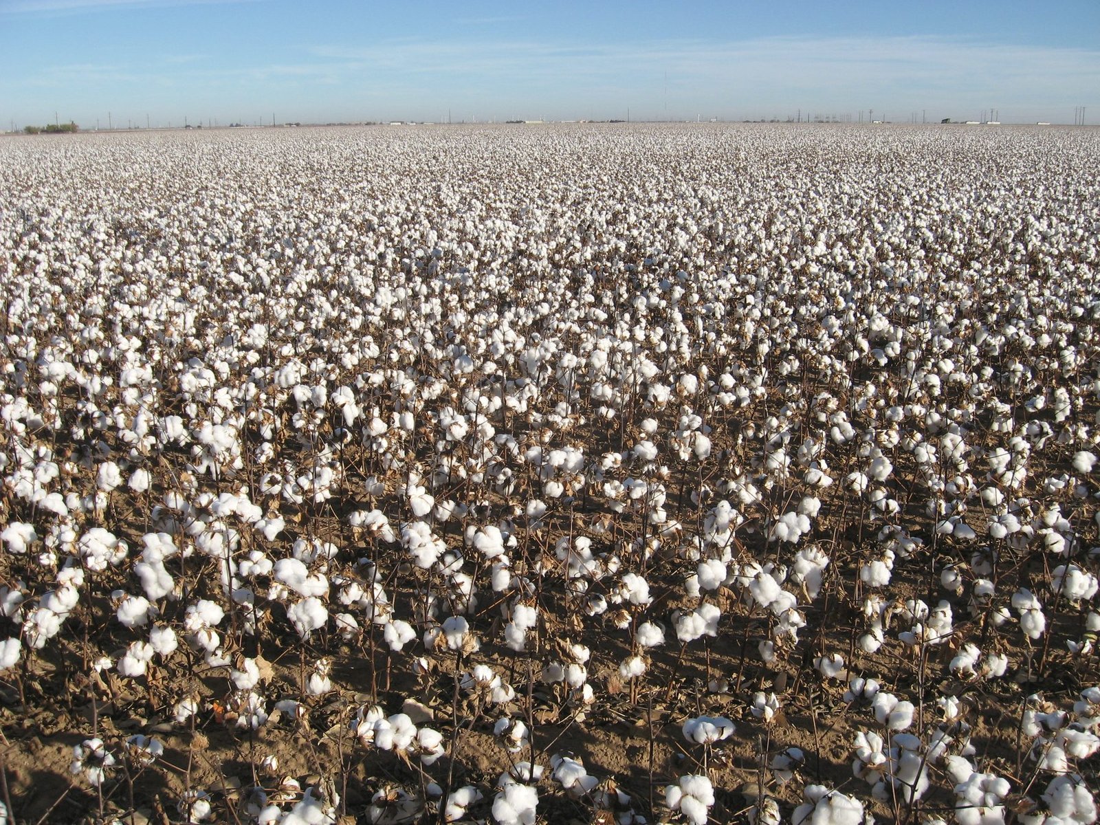 A wide field of open cotton bolls under a blue sky