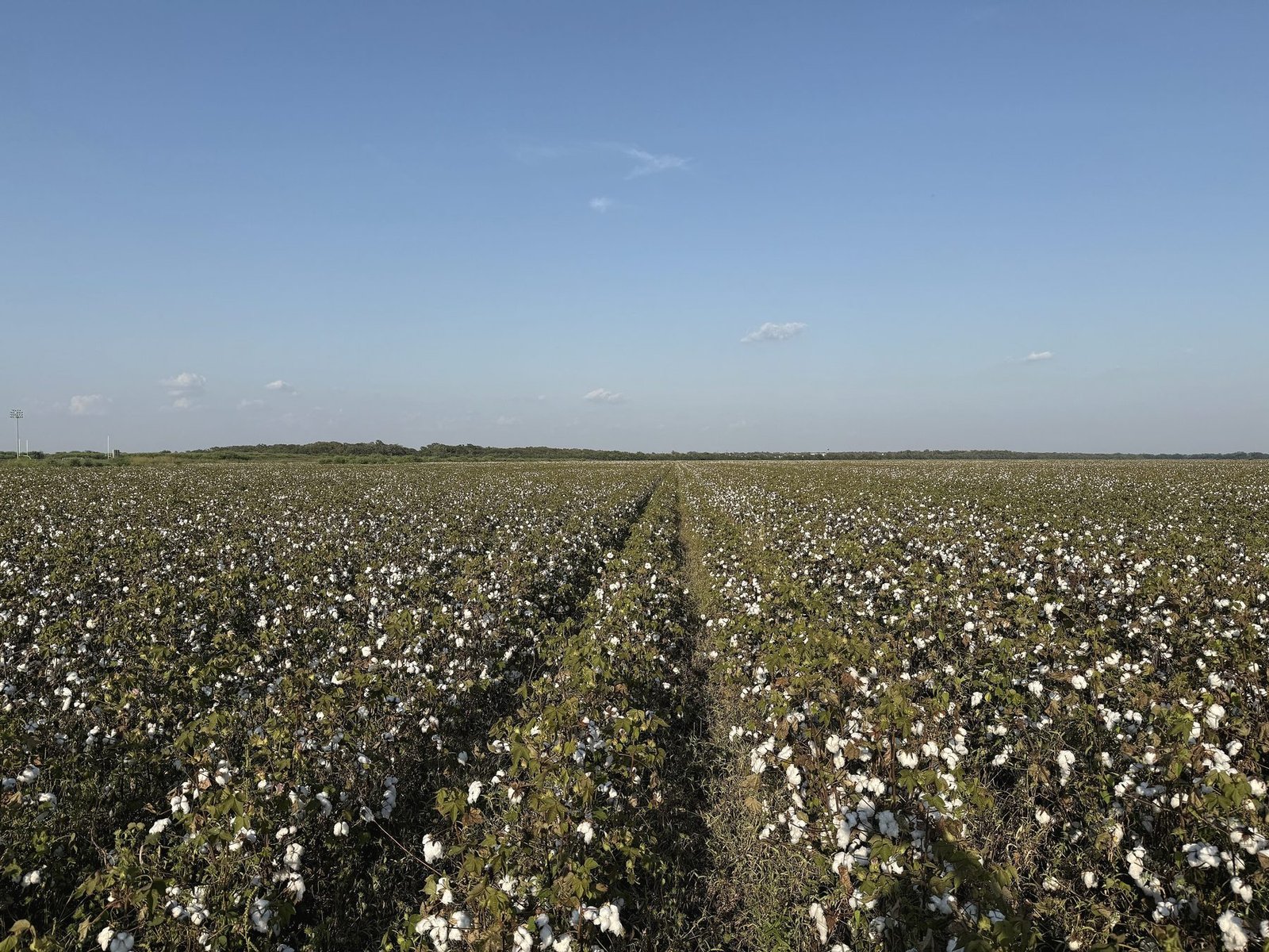 Rows of open cotton running to a flat horizon under a clear sky