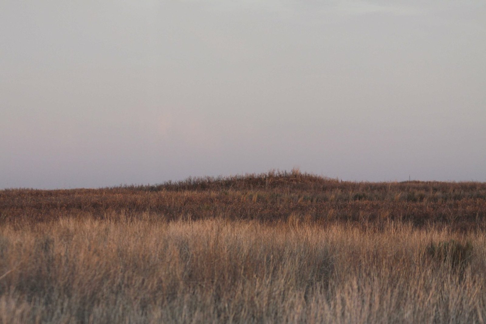 Tall prairie grass in low light running flat to a hazy horizon